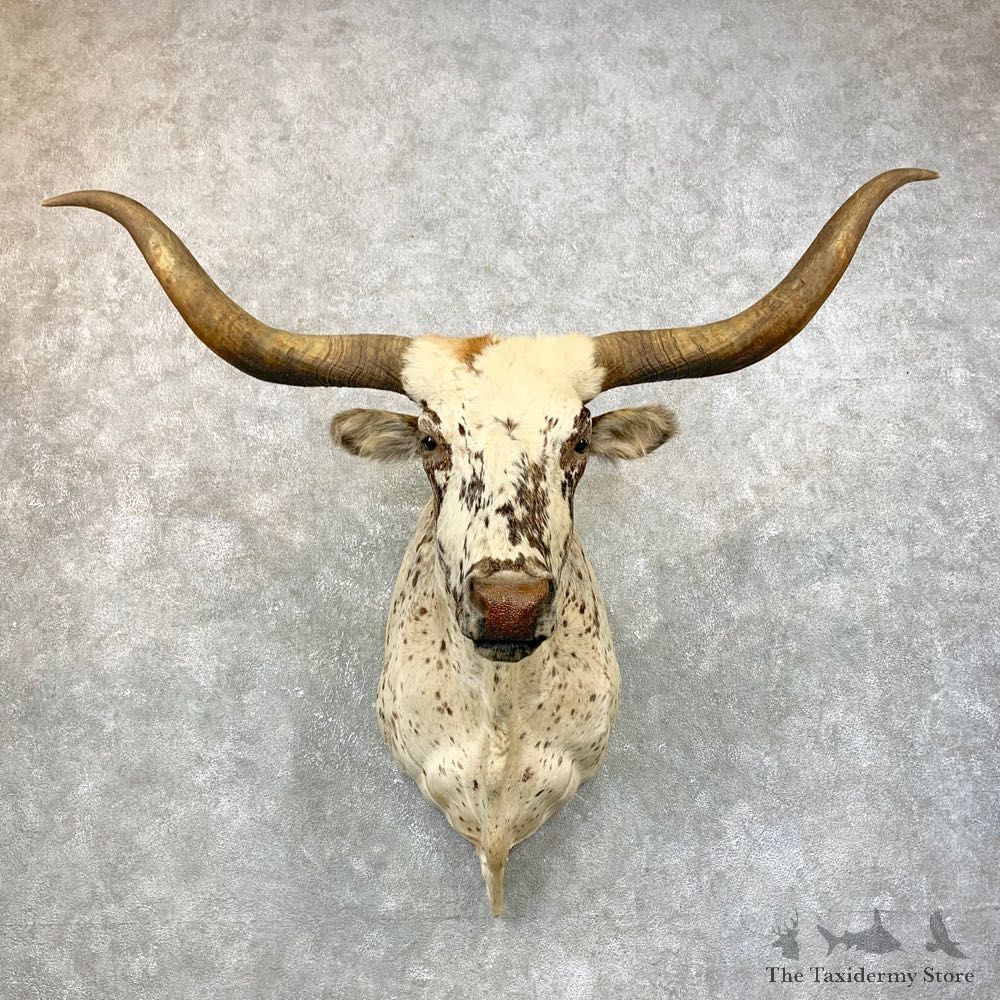 Texas Longhorn Steer Shoulder Taxidermy Mount #23872 For Sale @ The Taxidermy Store