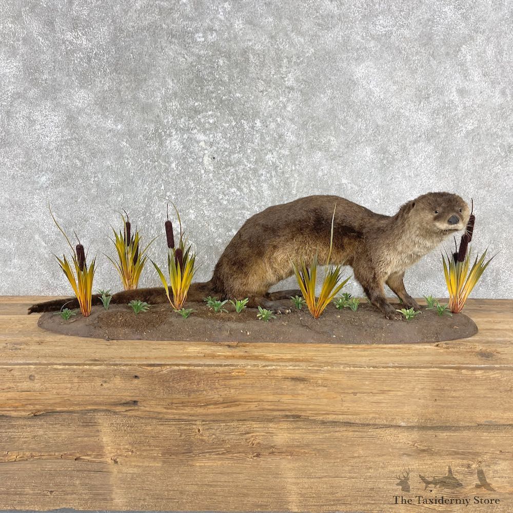 River Otter Taxidermy Mount For Sale #26788 @ The Taxidermy Store