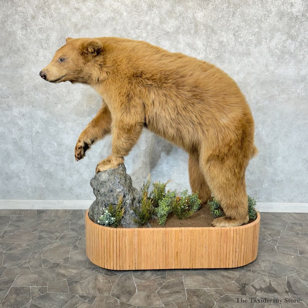 Blonde Phase Black Bear Life-Size Mount For Sale #29201 @ The Taxidermy Store