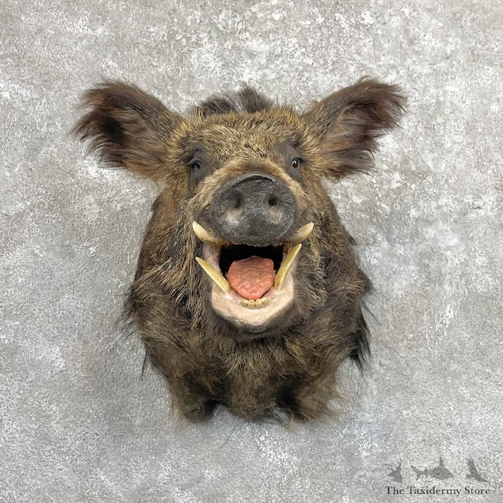 Russian Boar Shoulder Mount For Sale #28050 @ The Taxidermy Store