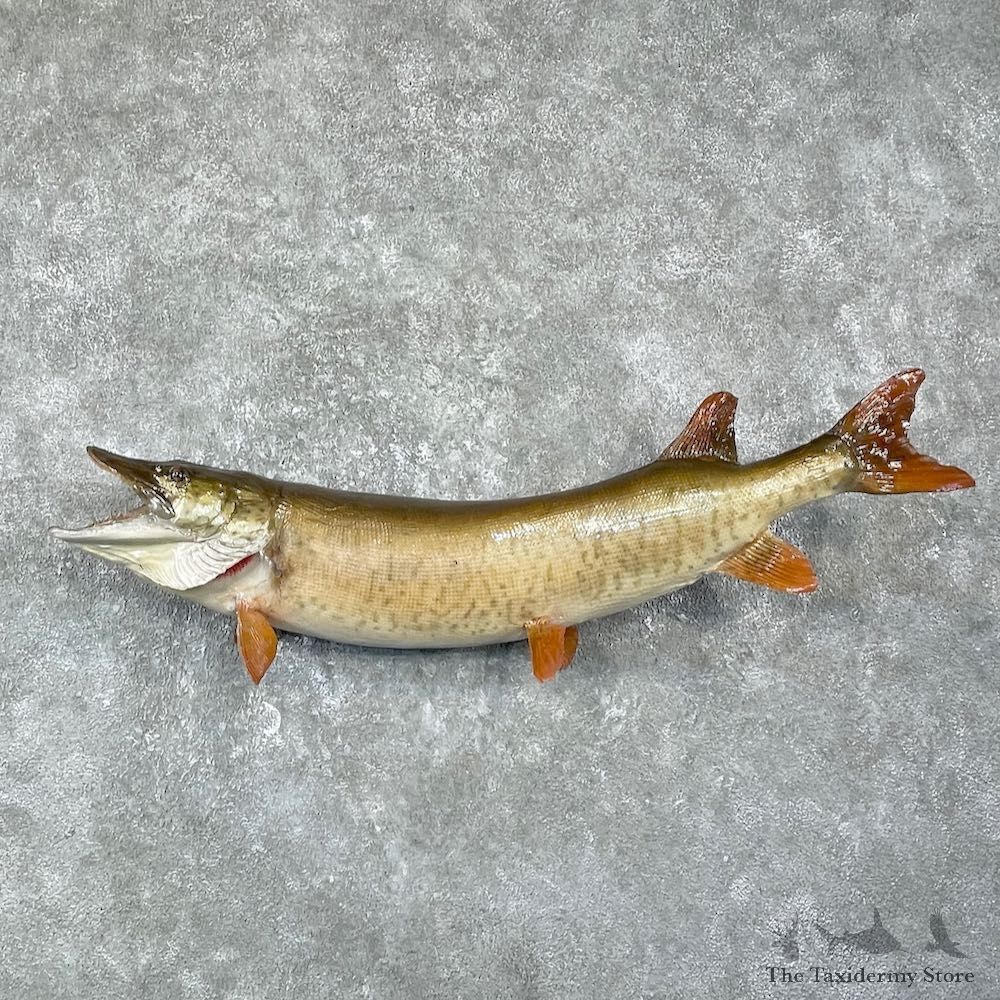 Musky Taxidermy Fish Mount For Sale #25929 @ The Taxidermy Store