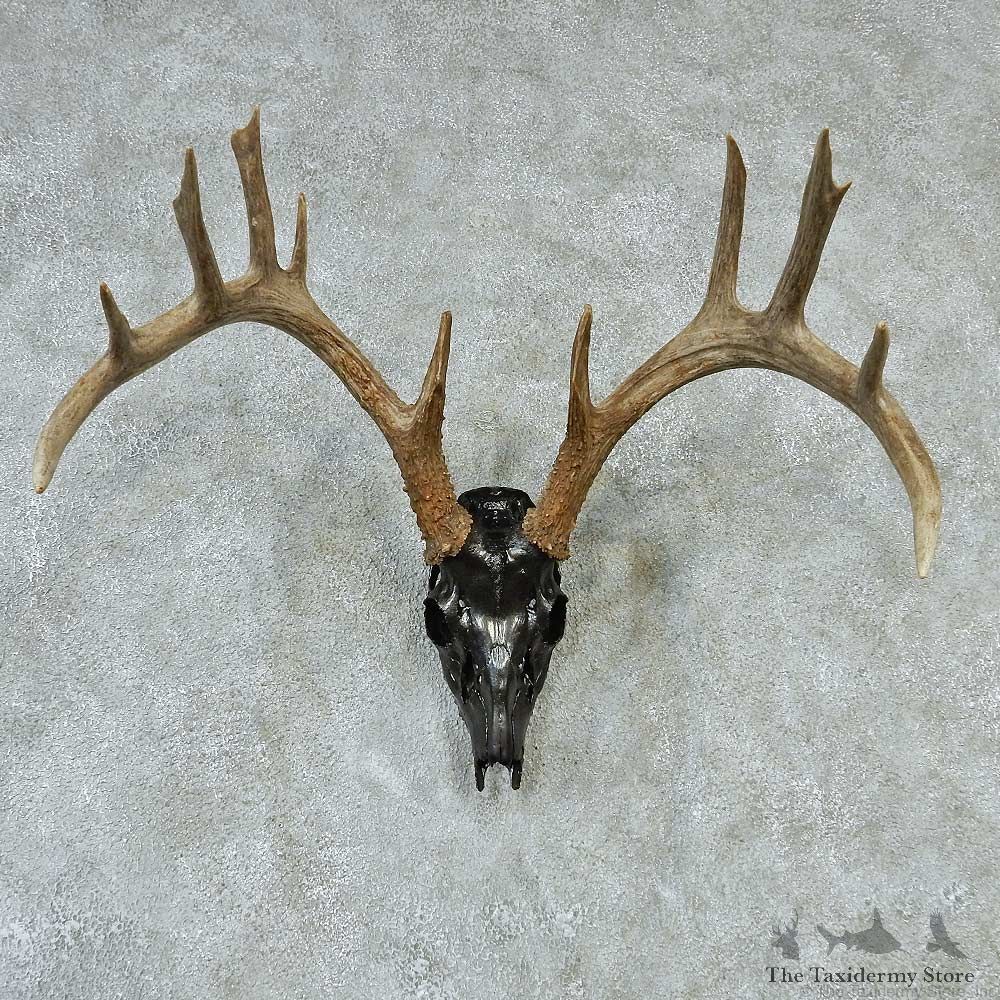 Whitetail Skull & Horns Taxidermy Mount #13215 For Sale @ The Taxidermy Store