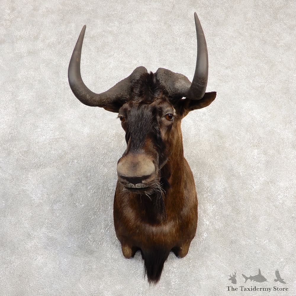 Black Wildebeest Shoulder Mount For Sale #20300 @ The Taxidermy Store