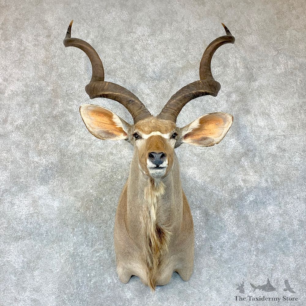 Greater Kudu Shoulder Mount For Sale #22895 @ The Taxidermy Store