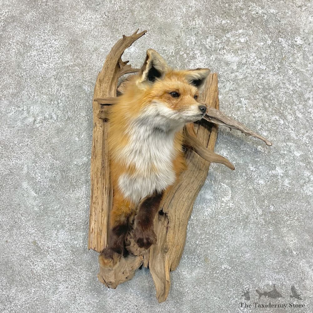 Red Fox Half Life-Size Mount For Sale #27620 @ The Taxidermy Store
