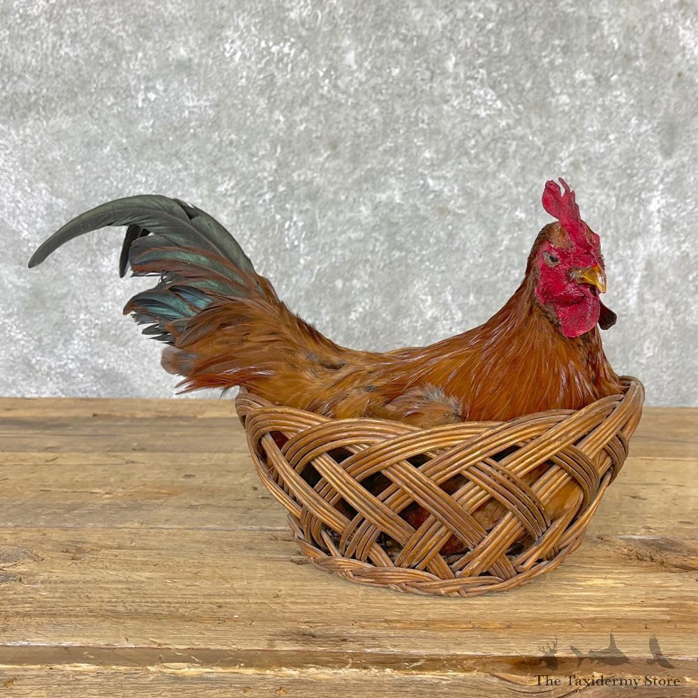 Domestic Chicken Rooster Bird Mount For Sale #24714 @ The Taxidermy Store