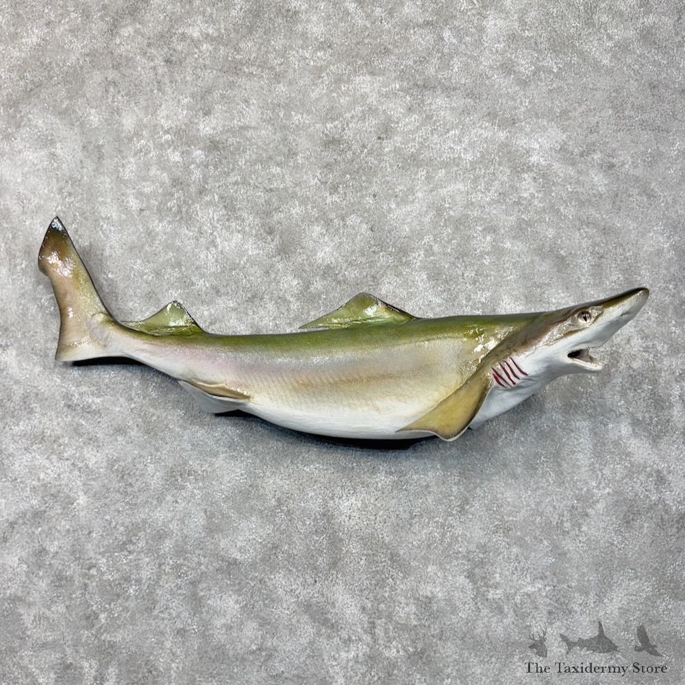 Gulper Shark Replica Fish Mount For Sale #30173 @ The Taxidermy Store