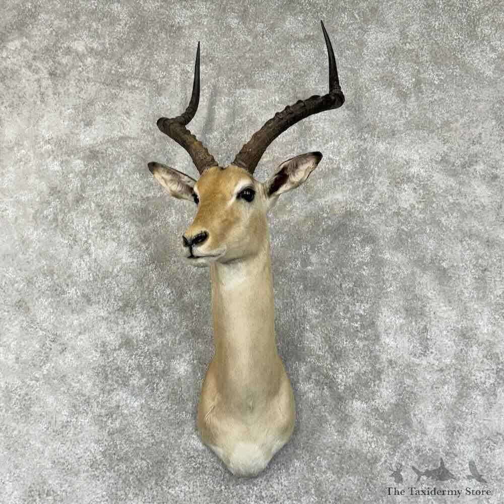 Southern Impala Shoulder Mount For Sale #31351 @ The Taxidermy Store