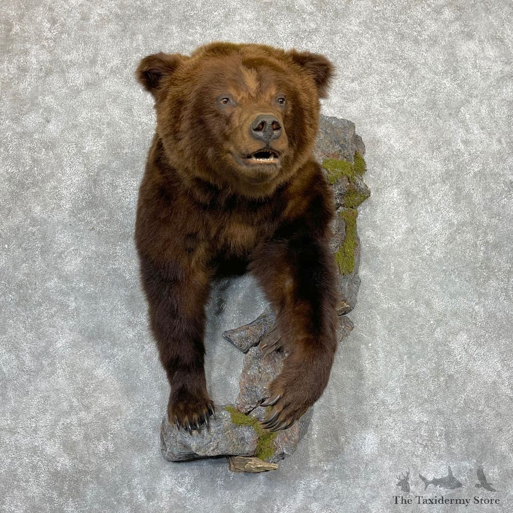 Brown Bear Half Life-Size Mount For Sale #24151 @ The Taxidermy Store
