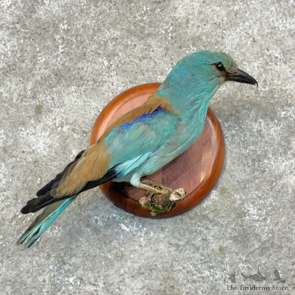 European Roller Bird Mount For Sale #29701 @ The Taxidermy Store