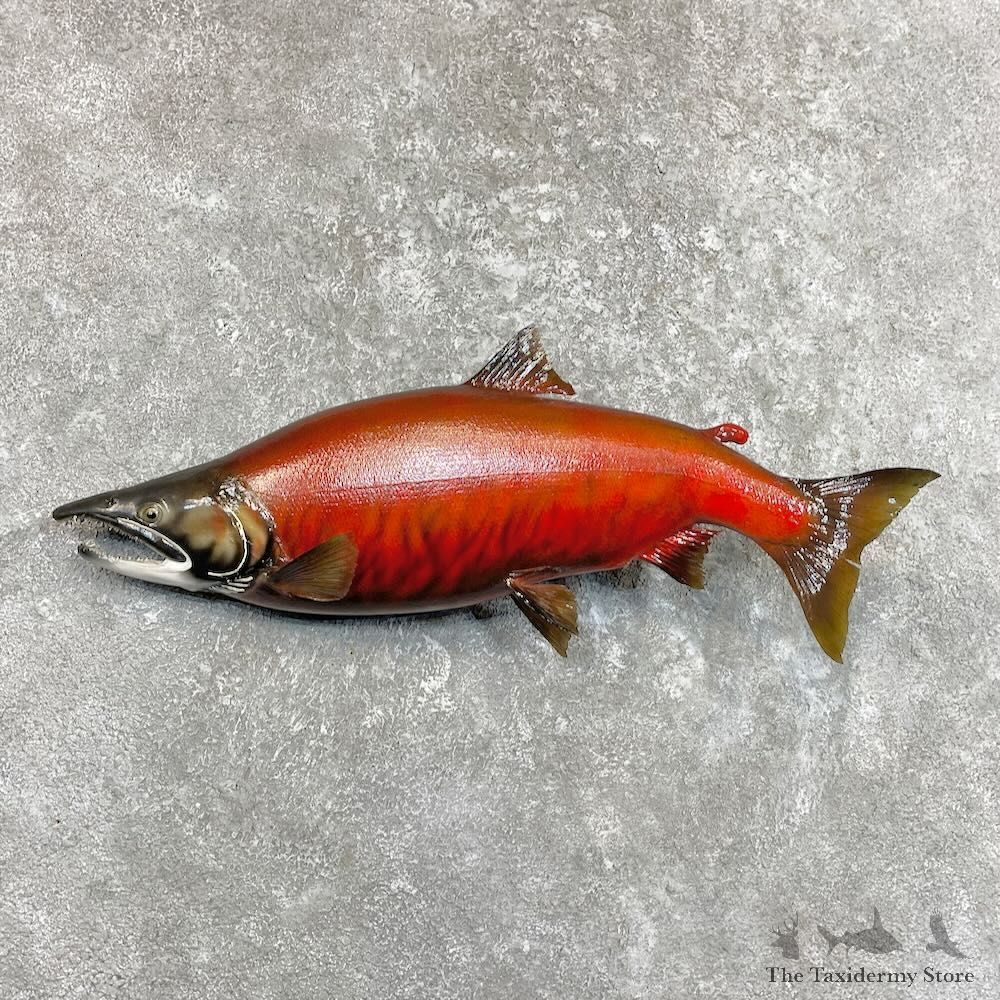 Reproduction Sockeye Salmon Fish Mount For Sale #27513 @ The Taxidermy Store