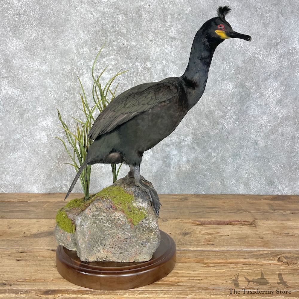 European Shag Bird Mount For Sale #27962 @ The Taxidermy Store