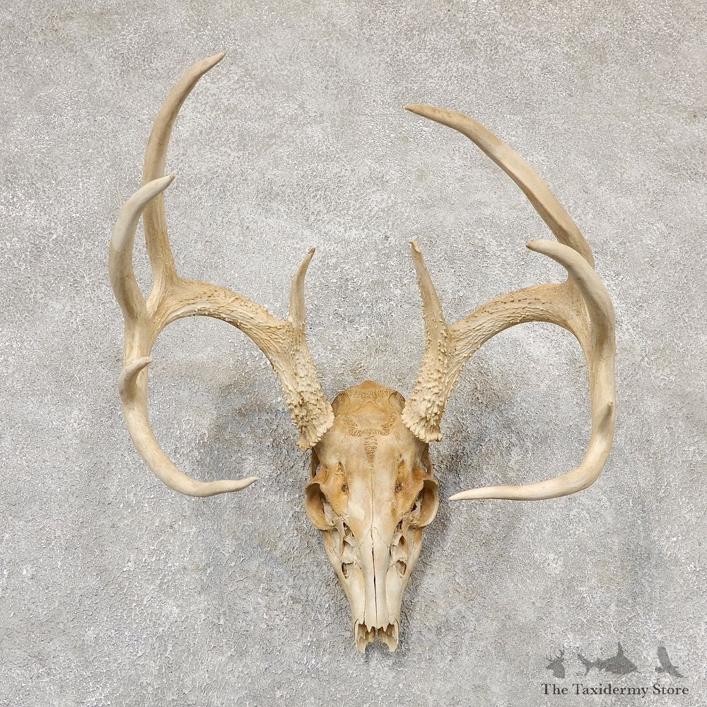 Whitetail Deer Skull European Mount For Sale #18952 @ The Taxidermy Store
