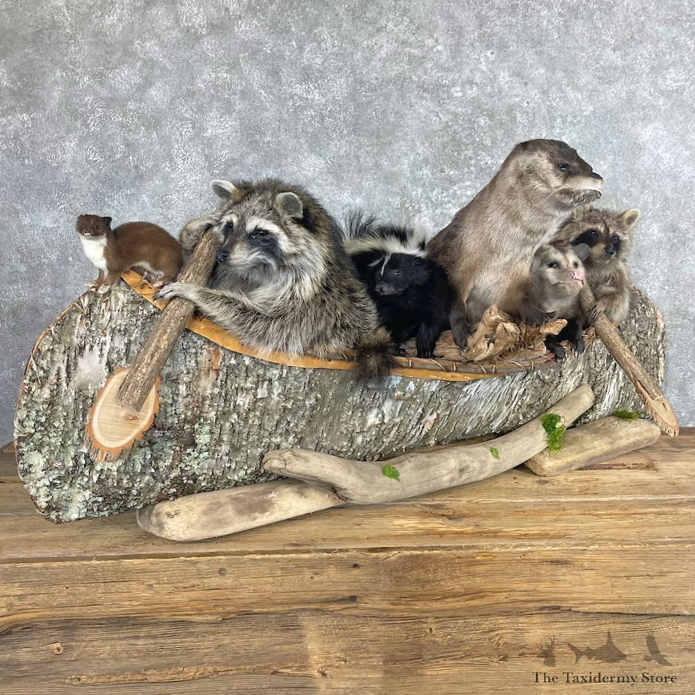 Canoeing Pals Novelty Mount For Sale #28033 @ The Taxidermy Store
