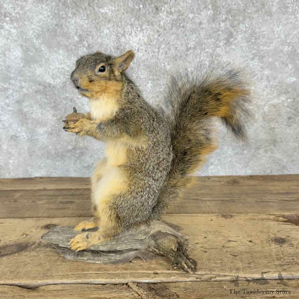 Fox Squirrel Life-Size Mount For Sale #30413 @ The Taxidermy Store