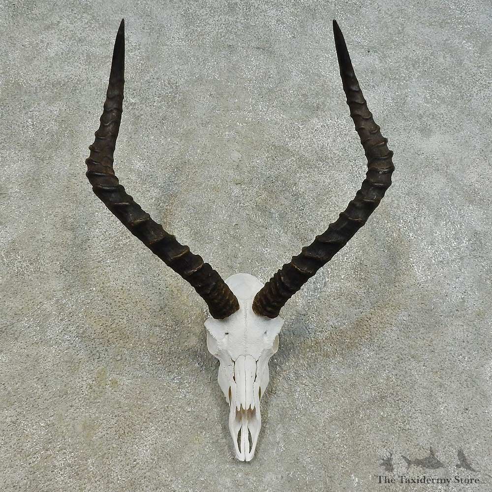 Impala Skull & Horn European Mount For Sale #16363 @ The Taxidermy Store