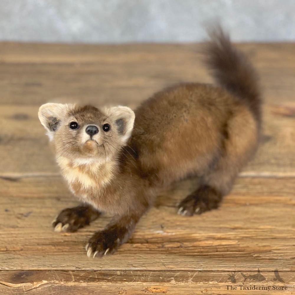 American Pine Marten Taxidermy Mount For Sale #23976 @ The Taxidermy Store