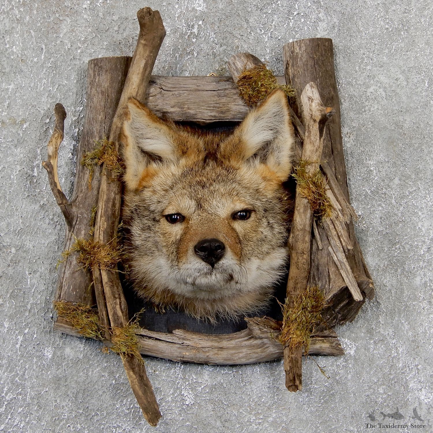 Coyote Head & Wood Taxidermy Mount #19408 For Sale @ The Taxidermy Store