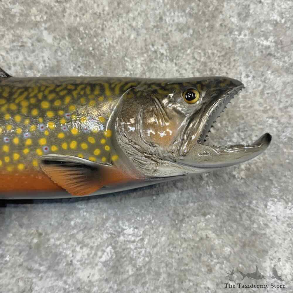 Brook Trout Fish Mount For Sale #32220 @ The Taxidermy Store