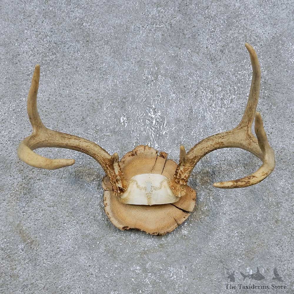 Whitetail Deer Antler Plaque Mount For Sale #14740 @ The Taxidermy Store