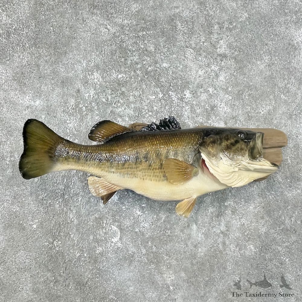 Largemouth Bass Fish Mount For Sale #25899 @ The Taxidermy Store