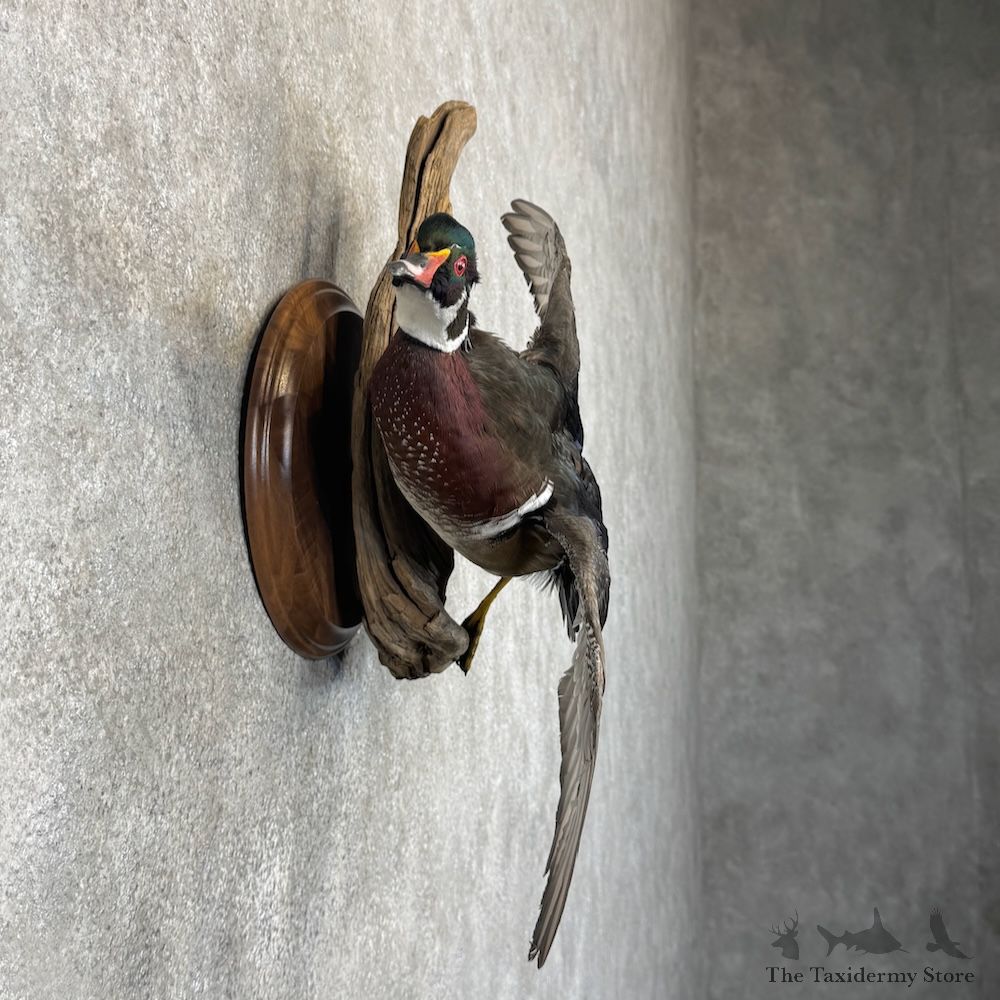 Wood Duck Bird Mount For Sale #30107 @ The Taxidermy Store
