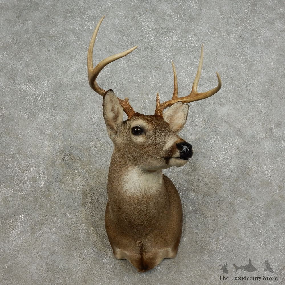 Whitetail Deer Shoulder Mount For Sale #15880 @ The Taxidermy Store