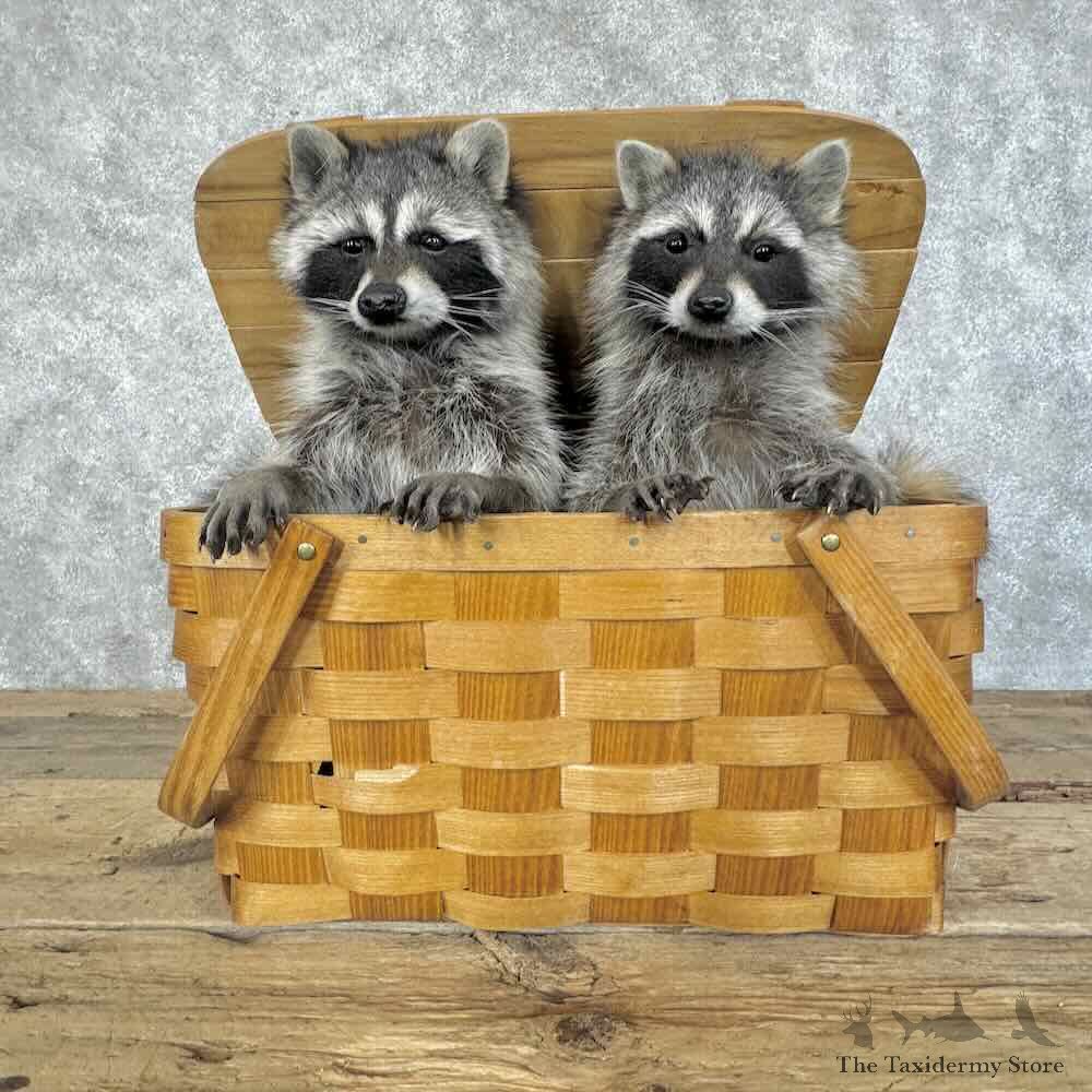 Basket Raccoons Novelty Mount For Sale #31128 @ The Taxidermy Store
