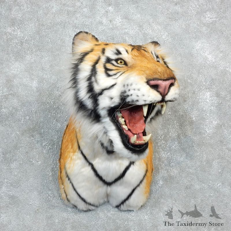 Reproduction Siberian Tiger Shoulder Mount For Sale #18293 @ The Taxidermy Store