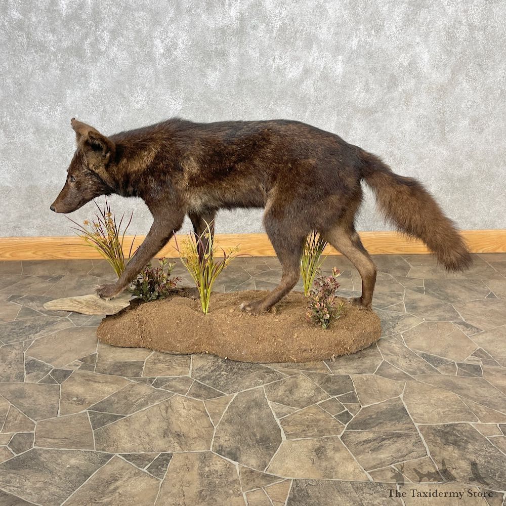 Black Coyote Life-Size Mount For Sale #26877 @ The Taxidermy Store