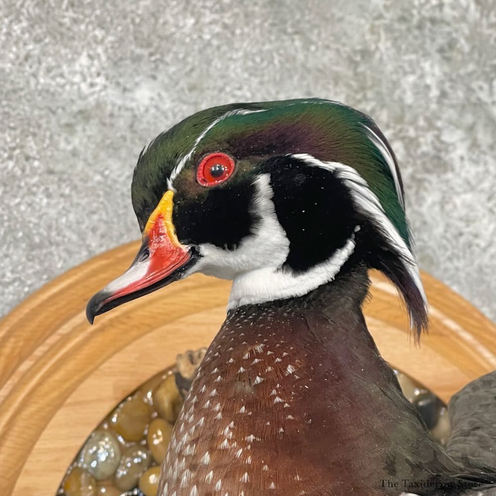 Wood Duck Bird Mount For Sale #27628 @ The Taxidermy Store