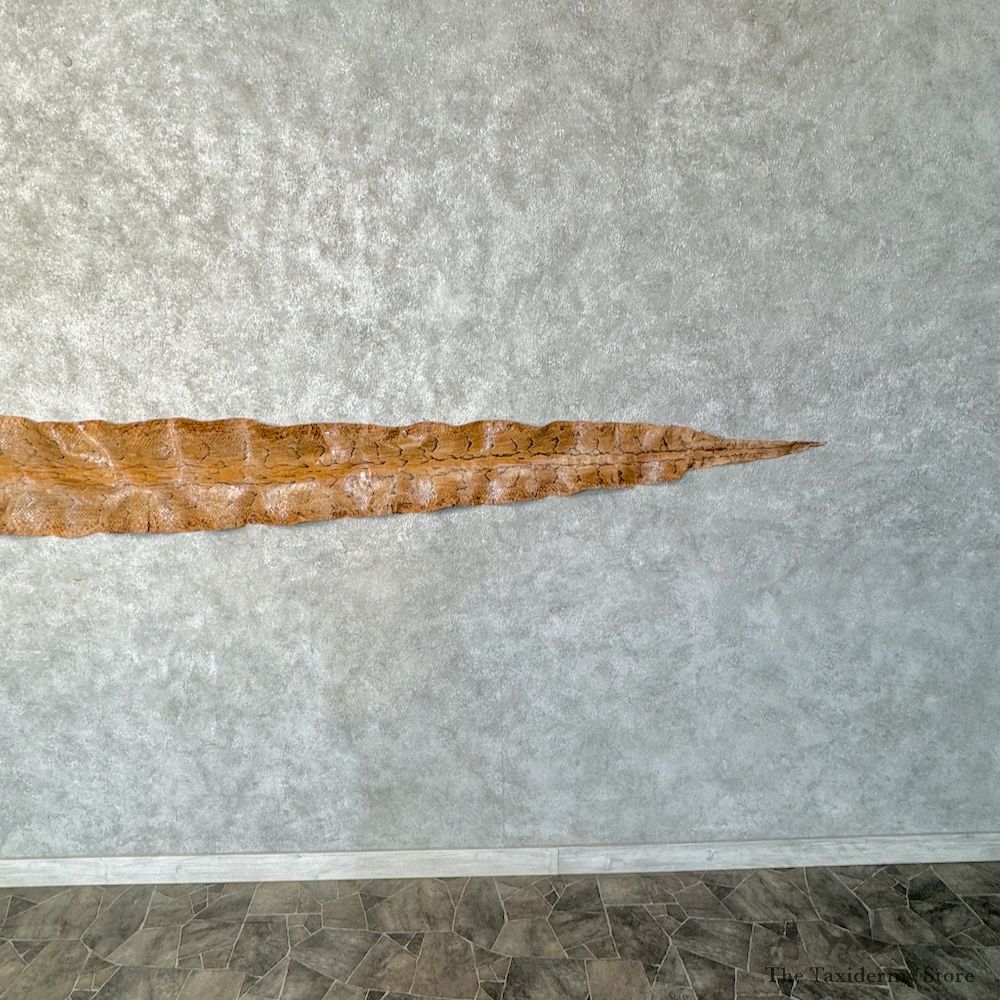 Rock Python Snake Skin For Sale #29778 @ The Taxidermy Store