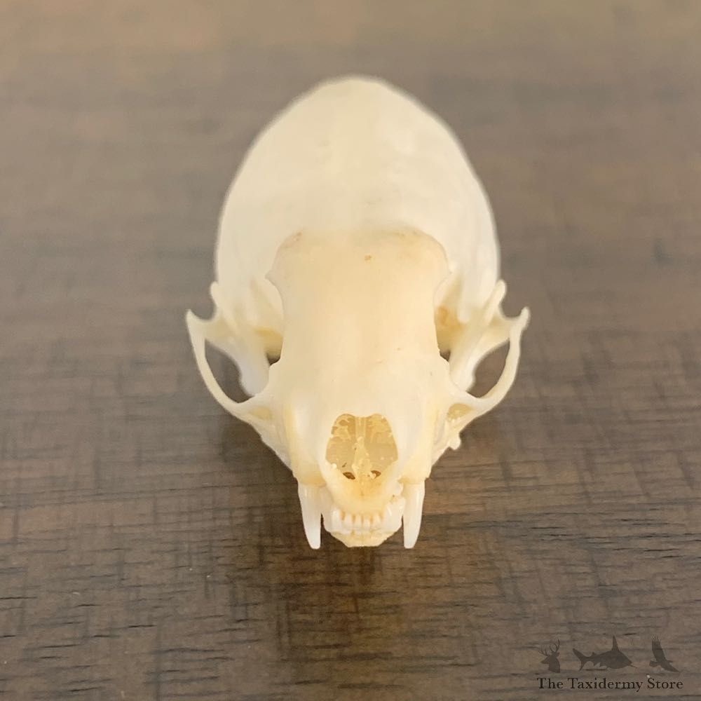Weasel Full Skull Taxidermy Mount For Sale #22244 @ The Taxidermy Store