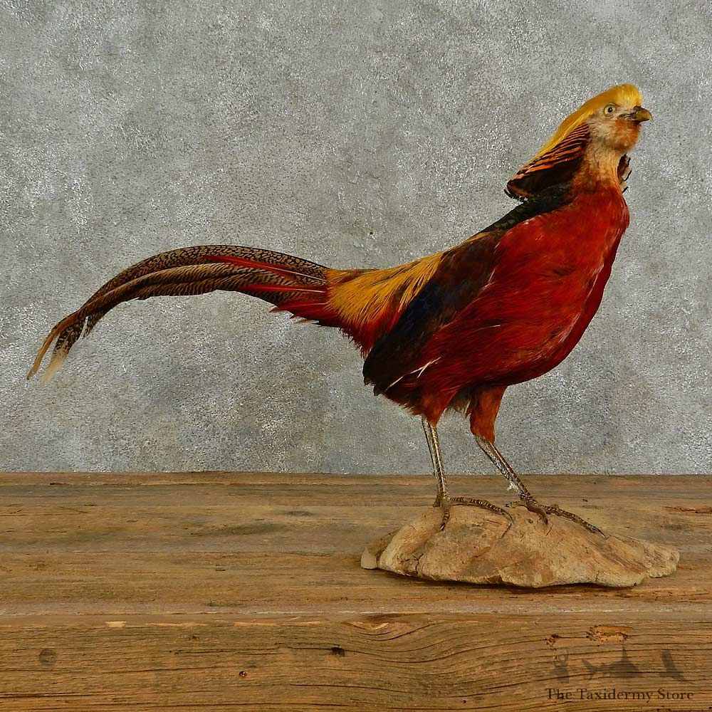 Golden Pheasant Bird Mount For Sale #16943 @ The Taxidermy Store