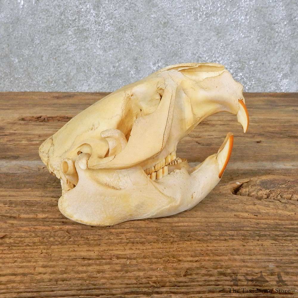 Beaver Skull Mount For Sale #14952 @ The Taxidermy Store