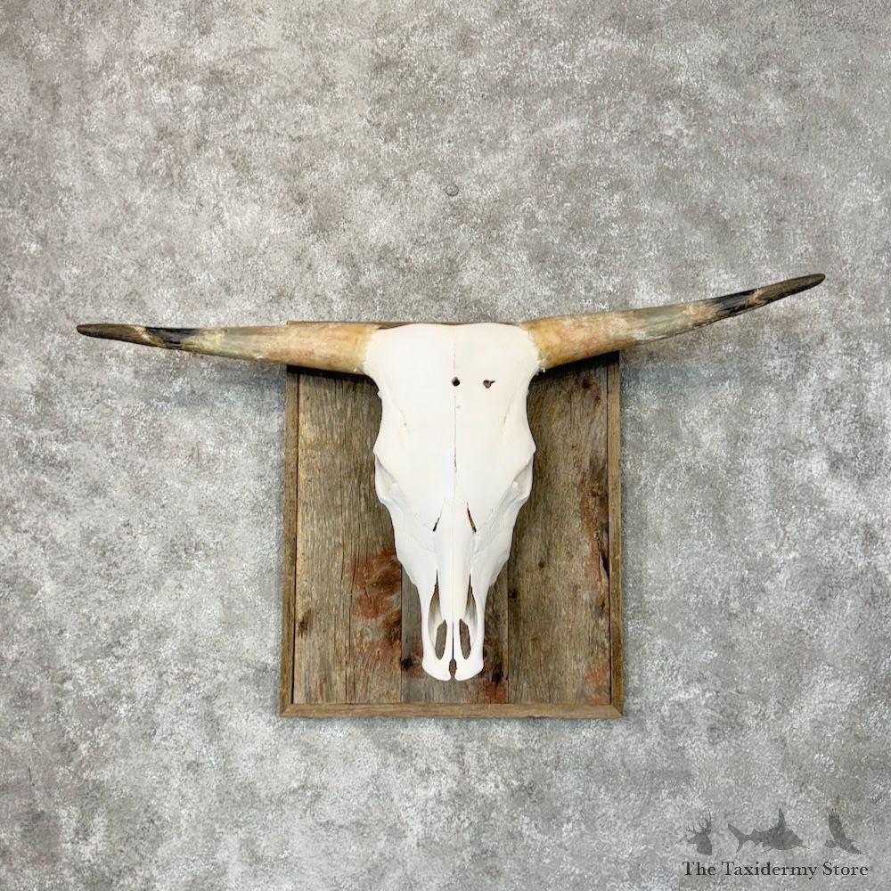 Longhorn Steer Skull European Mount For Sale #29796 @ The Taxidermy Store