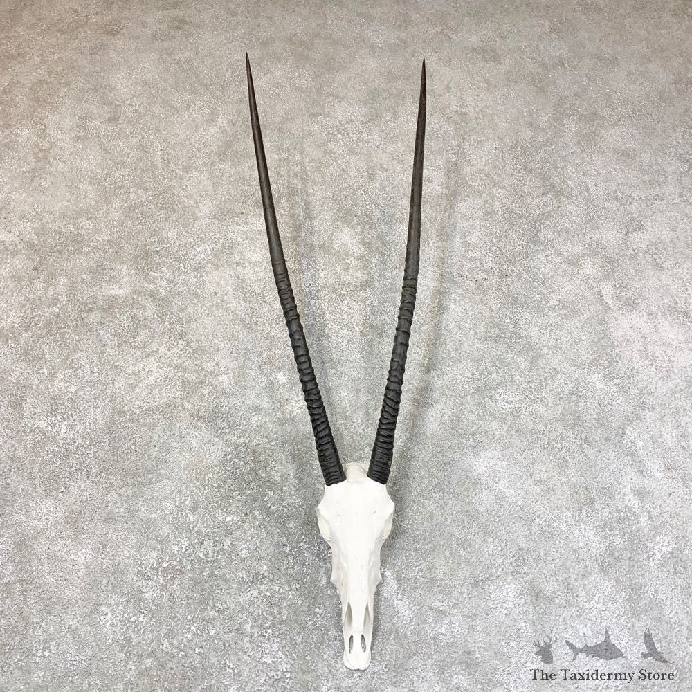 Gemsbok Skull Horns European Mount #23737 For Sale @ The Taxidermy Store
