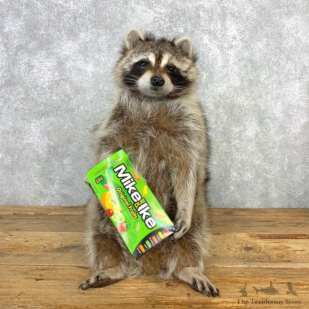 Novelty Raccoon Mount For Sale #21667 @ The Taxidermy Store
