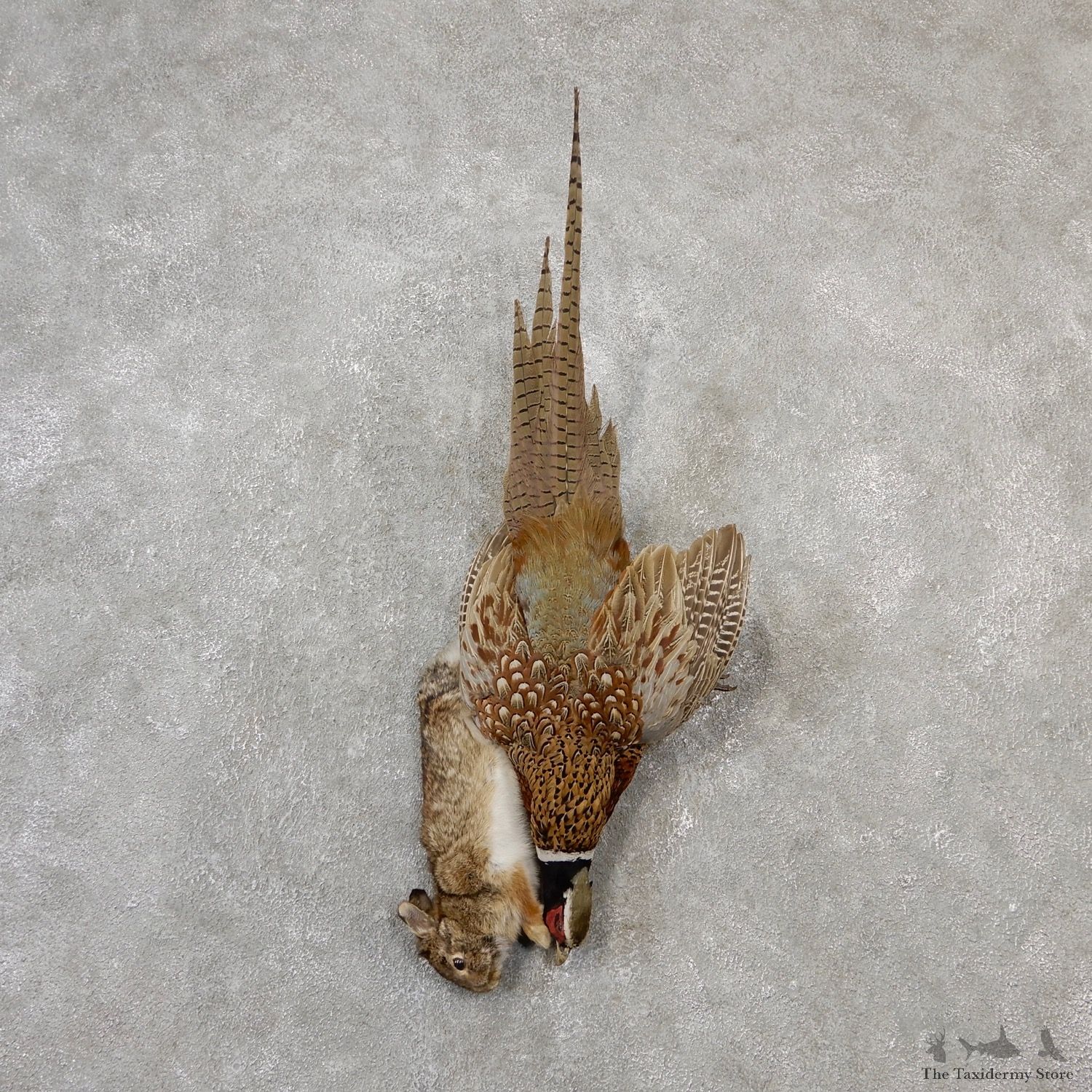 Ringneck Pheasant And Rabbit Dead Mount For Sale #18561 @ The Taxidermy Store