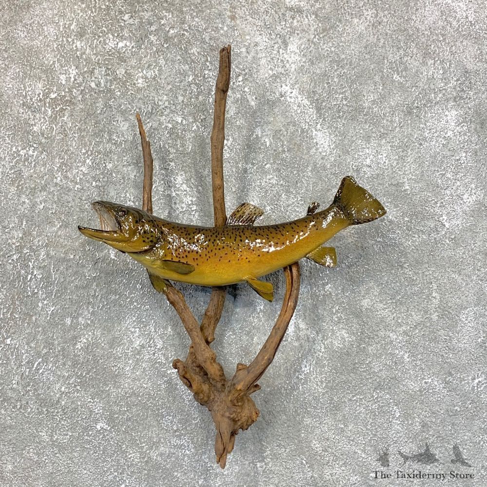 Brown Trout Fish Mount For Sale #23899 @ The Taxidermy Store