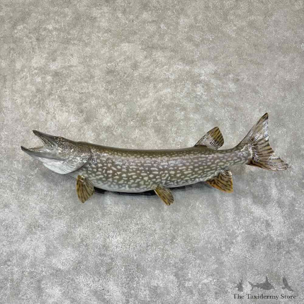 Northern Pike Fish Mount For Sale #31900 @ The Taxidermy Store
