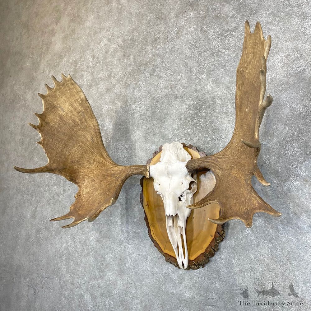 Canadian Moose Skull European Mount For Sale #24534 @ The Taxidermy Store