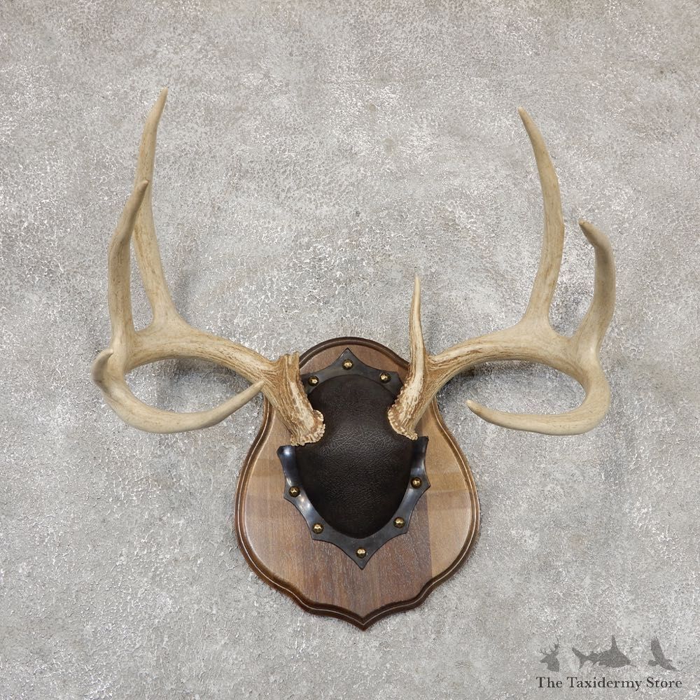 Whitetail Deer Antler Plaque Mount For Sale #18963 @ The Taxidermy Store