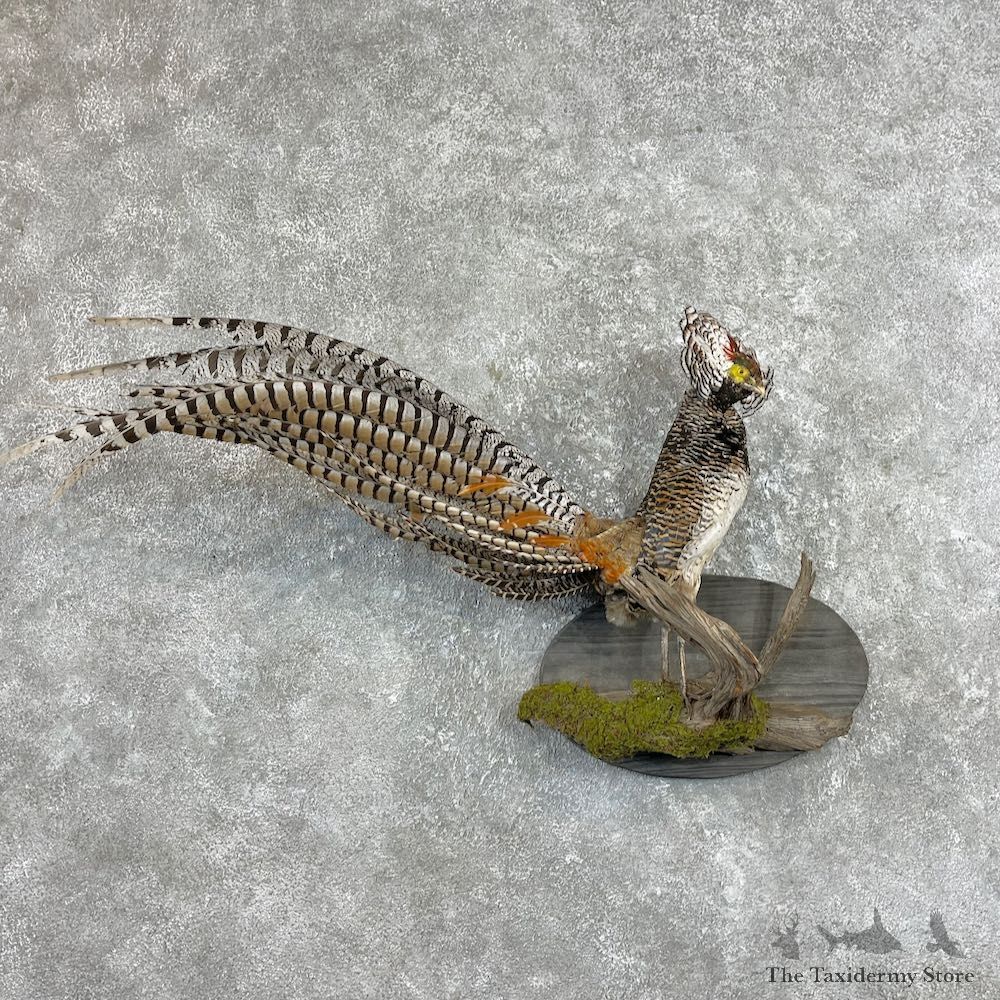 Lady Amherst Pheasant Taxidermy #26006 For Sale @ The Taxidermy Store