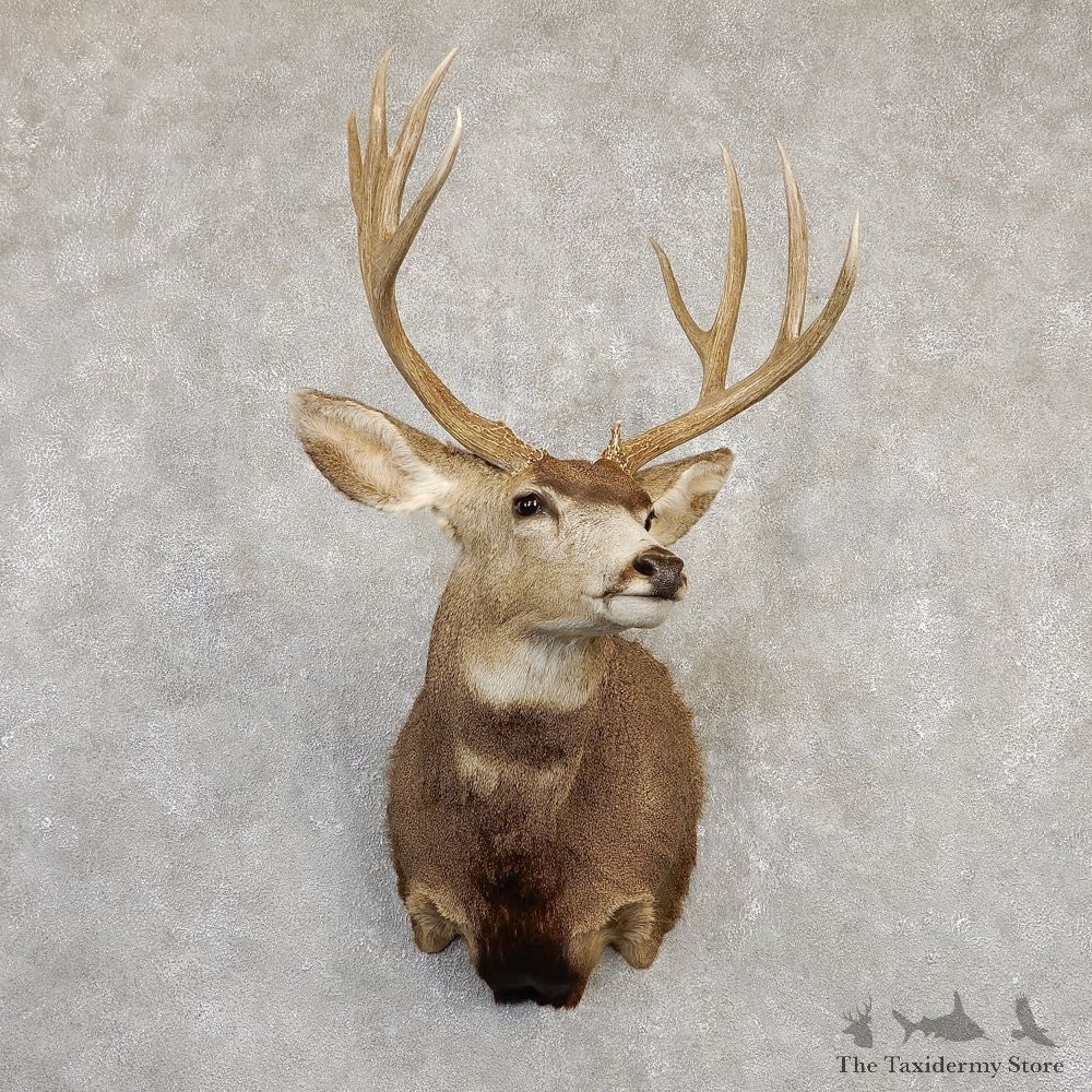 Mule Deer Shoulder Mount For Sale #20259 @ The Taxidermy Store