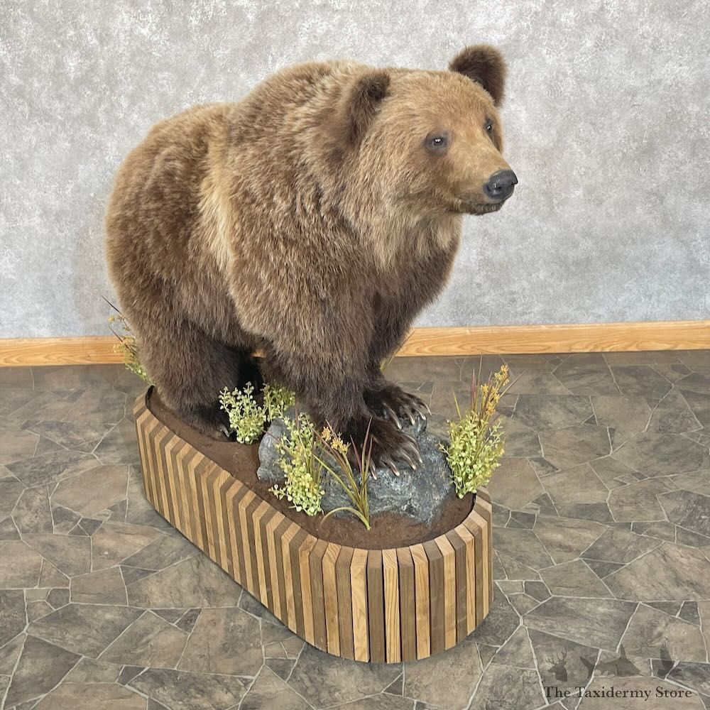 Grizzly Bear Life-Size Mount For Sale #27727 @ The Taxidermy Store