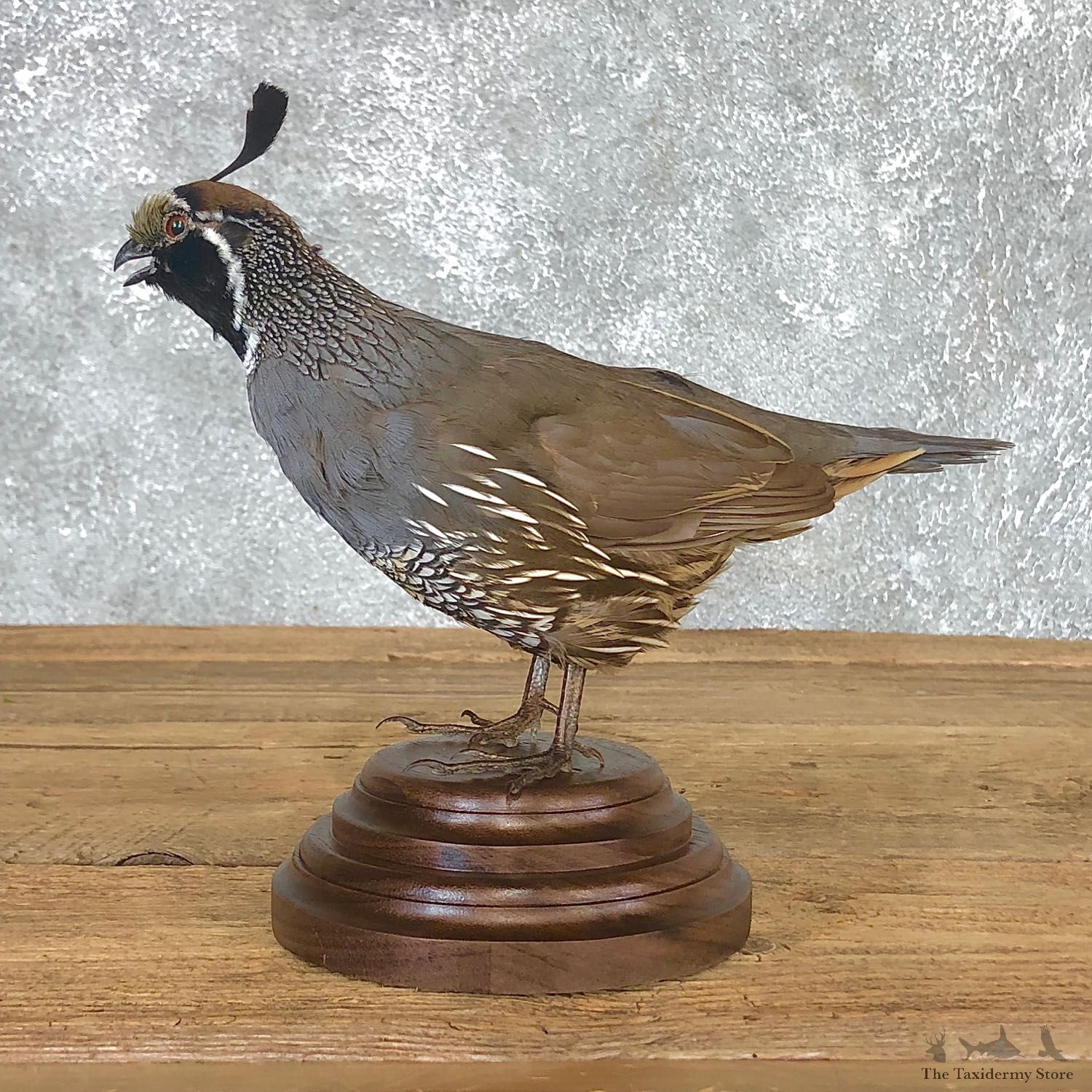 California Quail Bird Mount For Sale #19802 @ The Taxidermy Store