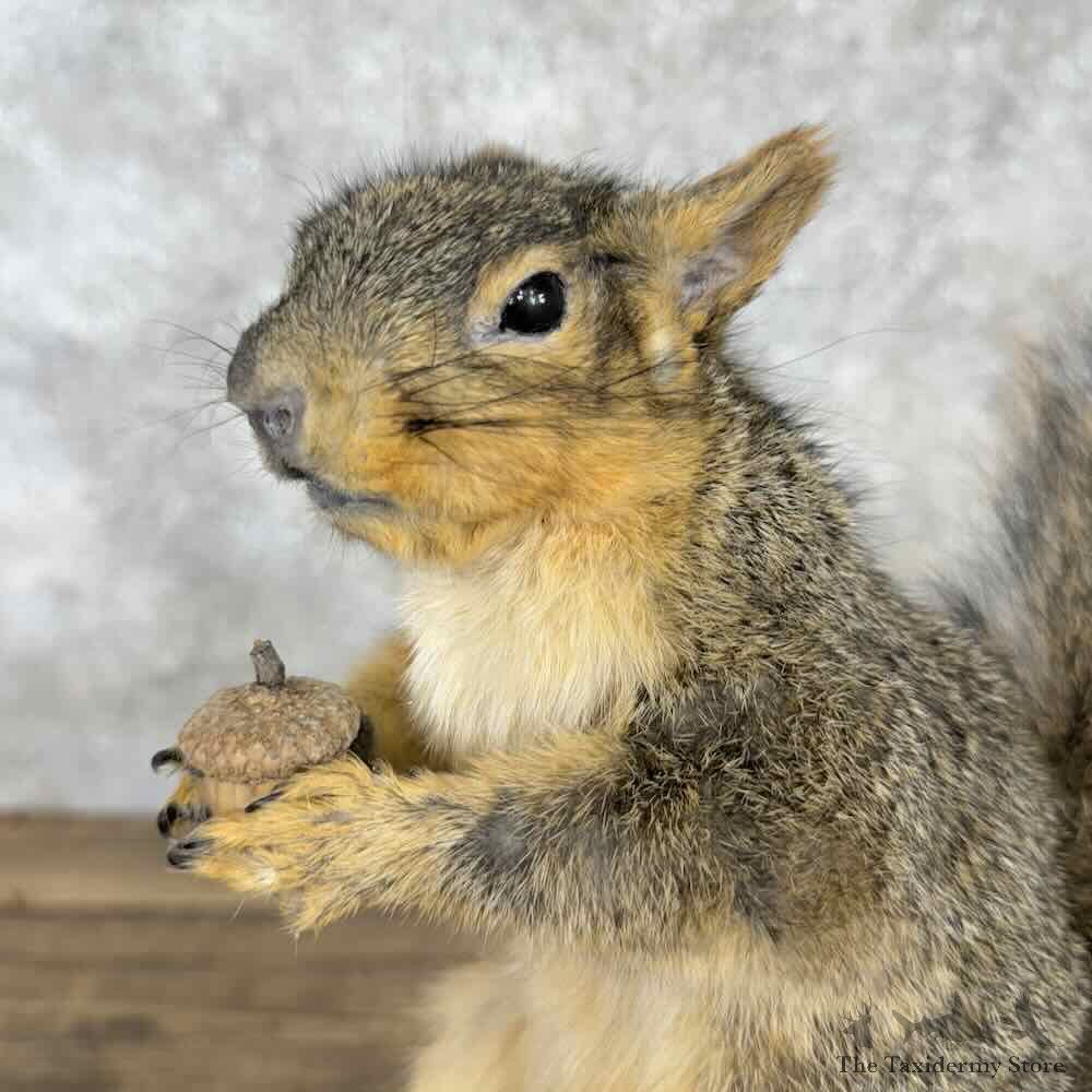 Fox Squirrel Life-Size Mount For Sale #30413 @ The Taxidermy Store