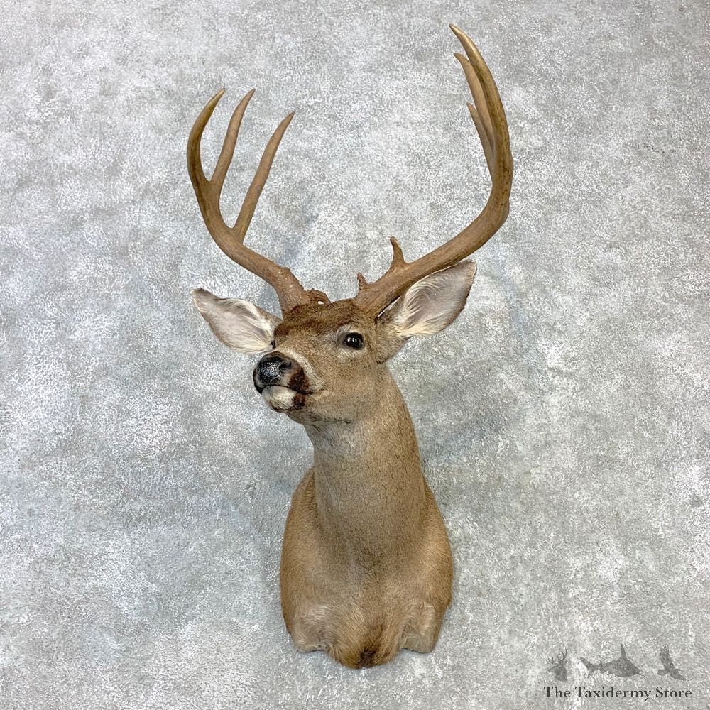 Columbian Blacktail Deer Shoulder Mount For Sale #23106 For Sale @ The Taxidermy Store