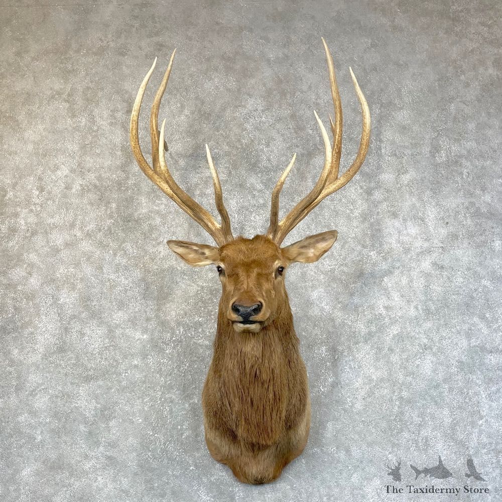 Rocky Mountain Elk Shoulder Mount For Sale #24584 @ The Taxidermy Store